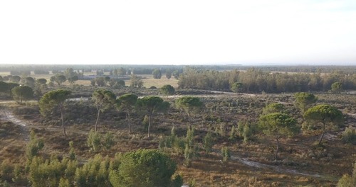imagen 8 de Finca privada de 159 ha junto a Doñana -Almonte
