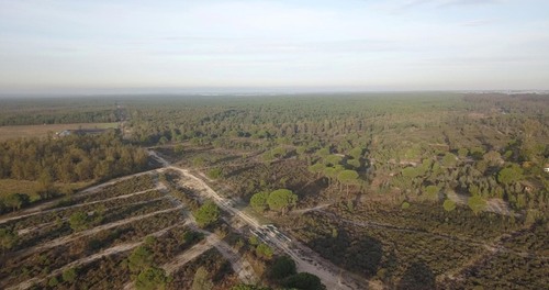 imagen 14 de Finca privada de 159 ha junto a Doñana -Almonte