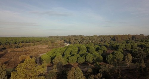 imagen 16 de Finca privada de 159 ha junto a Doñana -Almonte