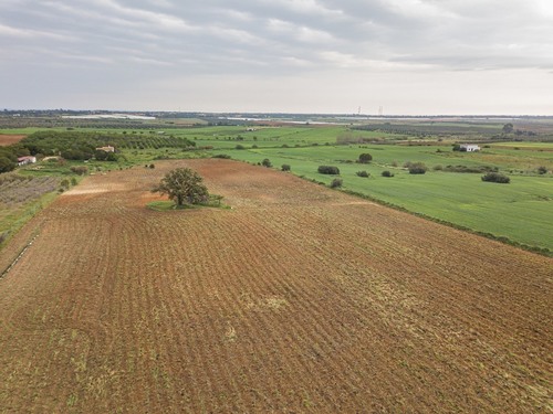 imagen 6 de Finca rústica 5,5 ha en Niebla, Huelva