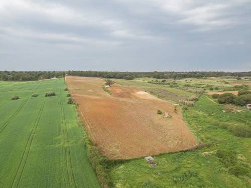 imagen 8 de Finca rústica 5,5 ha en Niebla, Huelva
