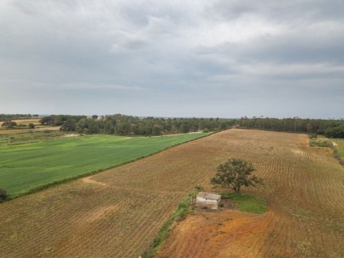 imagen 11 de Finca rústica 5,5 ha en Niebla, Huelva