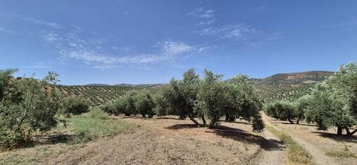 imagen 1 de Finca de Olivar