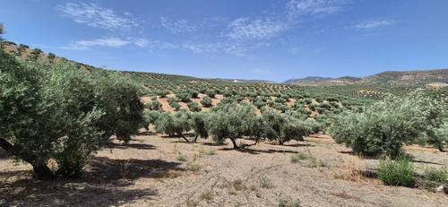 imagen 1 de Finca de Olivar