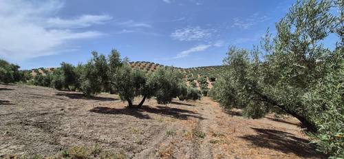 imagen 2 de Finca de Olivar