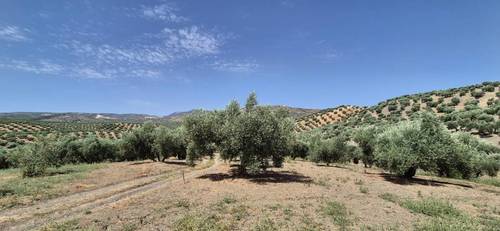 imagen 5 de Finca de Olivar
