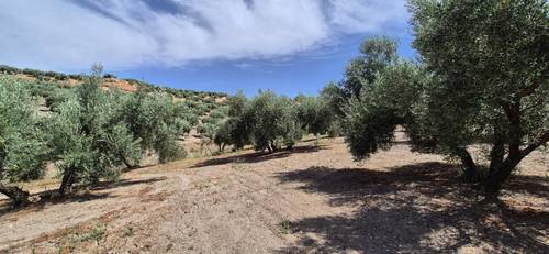 imagen 3 de Finca de Olivar