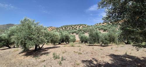 imagen 4 de Finca de Olivar