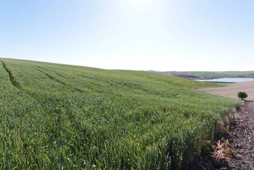 imagen 9 de TERRENO AGRÍCOLA EN VENTA