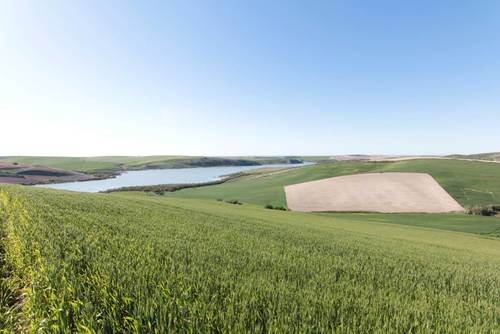 imagen 1 de TERRENO AGRÍCOLA EN VENTA