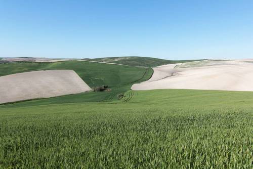 imagen 1 de TERRENO AGRÍCOLA EN VENTA