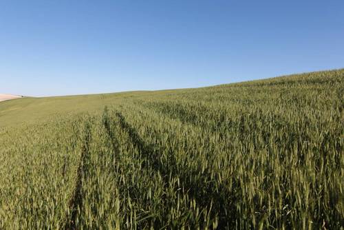 imagen 2 de TERRENO AGRÍCOLA EN VENTA