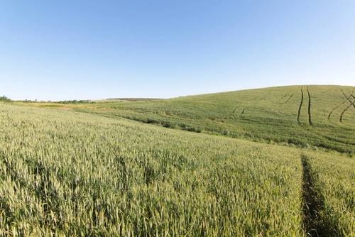 imagen 7 de TERRENO AGRÍCOLA EN VENTA
