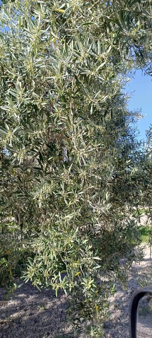 imagen 3 de Venta de fincas de olivar en Quesada (Jaén)
