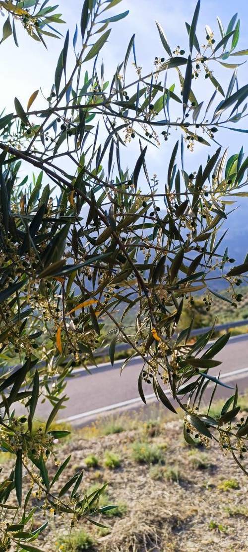 imagen 6 de Venta de fincas de olivar en Quesada (Jaén)
