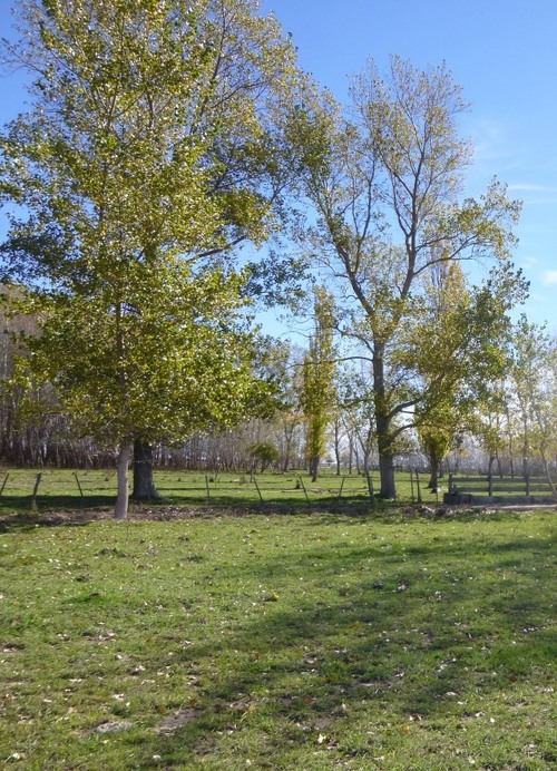 imagen 1 de Finca Agricola y Ganadera con Riego en Argentina