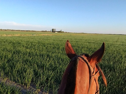 imagen 3 de Finca Agricola y Ganadera con Riego en Argentina