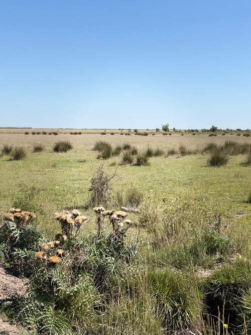 imagen 5 de Finca Agricola y Ganadera con Riego en Argentina
