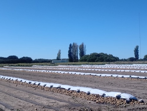 imagen 4 de Finca Agricola y Ganadera con Riego en Argentina