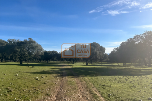 imagen 6 de Venta de magnífica finca rústica de 180 hectáreas en Deleitosa, (Cáceres).