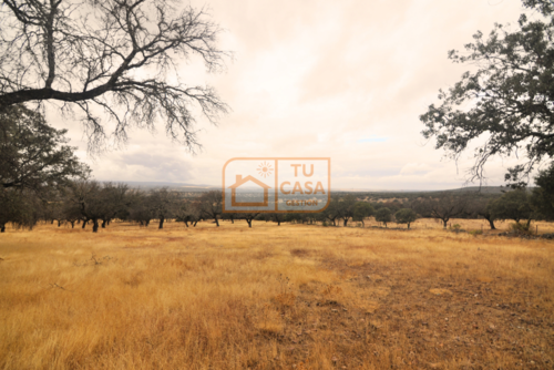 imagen 15 de Venta de magnífica finca rústica de 180 hectáreas en Deleitosa, (Cáceres).