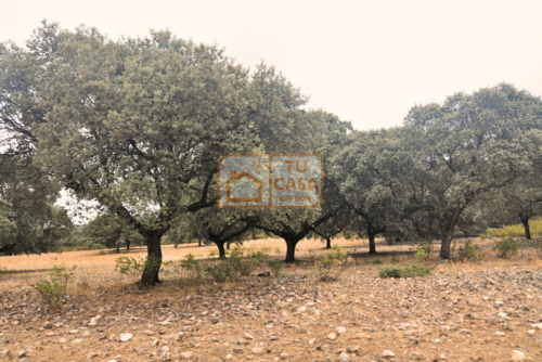 imagen 16 de Venta de magnífica finca rústica de 180 hectáreas en Deleitosa, (Cáceres).