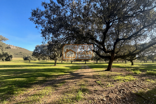 imagen 5 de Venta de magnífica finca rústica de 180 hectáreas en Deleitosa, (Cáceres).