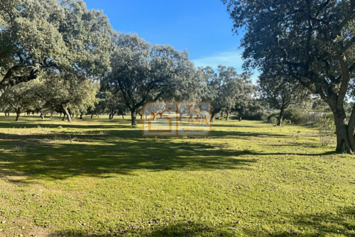 imagen 19 de Venta de magnífica finca rústica de 180 hectáreas en Deleitosa, (Cáceres).