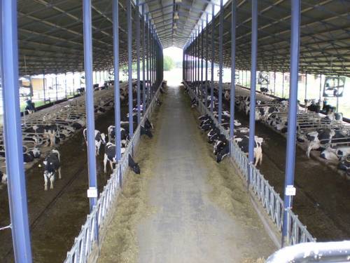 imagen 5 de Regadío y vacuno de leche