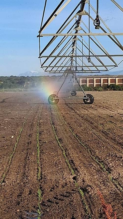 imagen 12 de Regadío y vacuno de leche