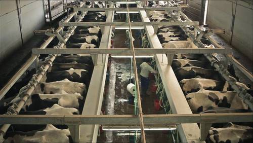 imagen 14 de Regadío y vacuno de leche