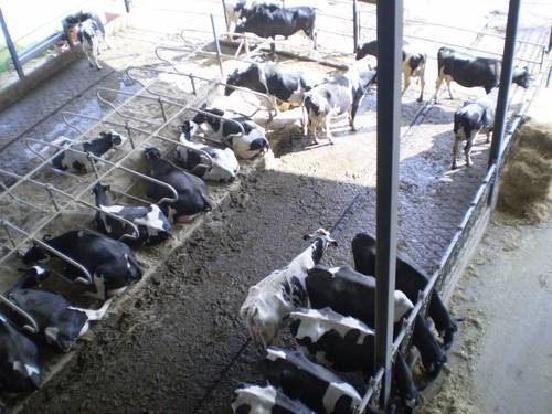 imagen 15 de Regadío y vacuno de leche