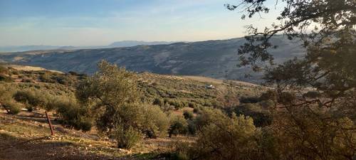 imagen 9 de Olivar urbanizable en Alhama de Granada