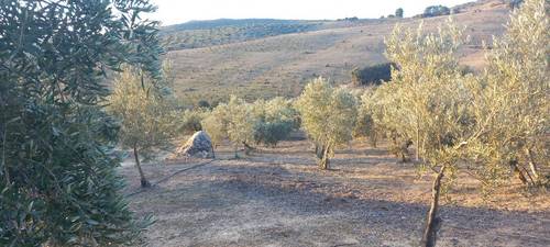 imagen 6 de Olivar urbanizable en Alhama de Granada