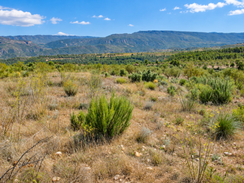 imagen 2 de Finca de 5,5 hectáreas con almendros, olivos y posibilidad de construir vivienda – 30.000 €
