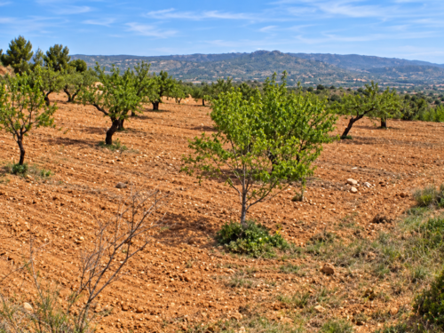 imagen 3 de Finca de 5,5 hectáreas con almendros, olivos y posibilidad de construir vivienda – 30.000 €