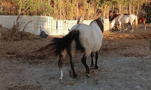 imagen 7 de Finca en San martín del tesorillo