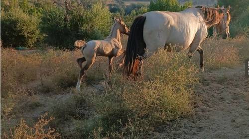 imagen 5 de Finca en San martín del tesorillo