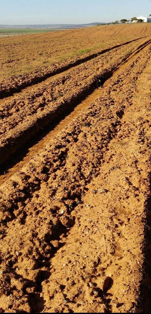 imagen 2 de Finca fuente obejuna